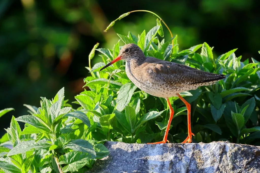 Identify Birds in your Garden & Backyard